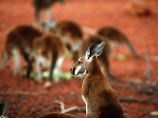 Kangaroos at the Alice Springs Desert Park