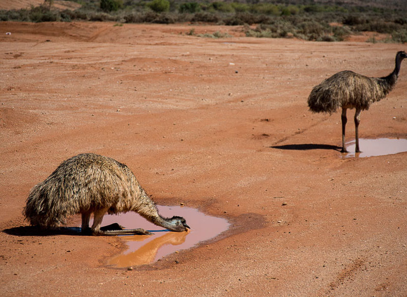 Outback NSW Broken Hill Silverton wilcannia wildlife