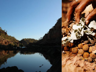 bush food native Katherine river