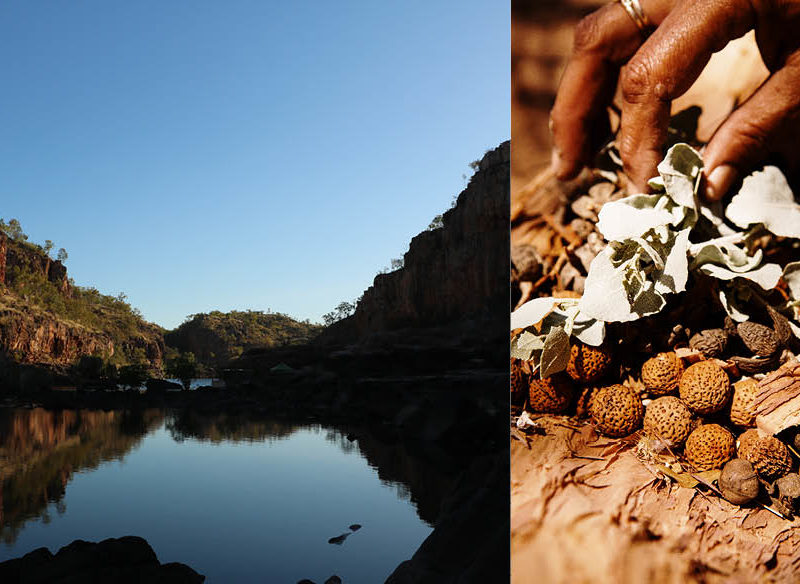 bush food native Katherine river