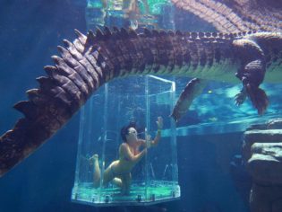 Swim with crocodiles at Crocosaurus Cove Darwin