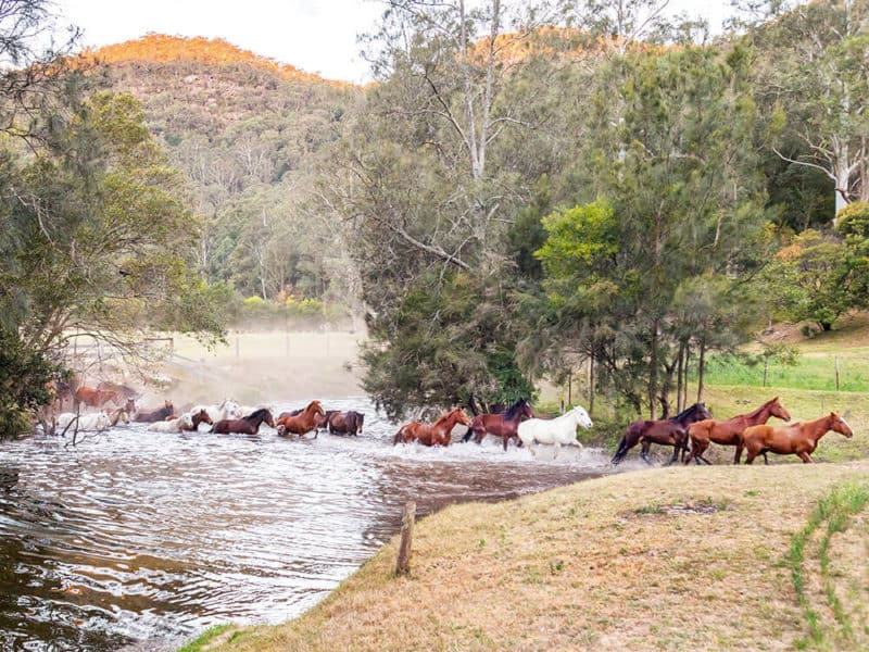 Glenworth Valley horses running