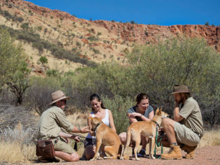 Dingo encounter