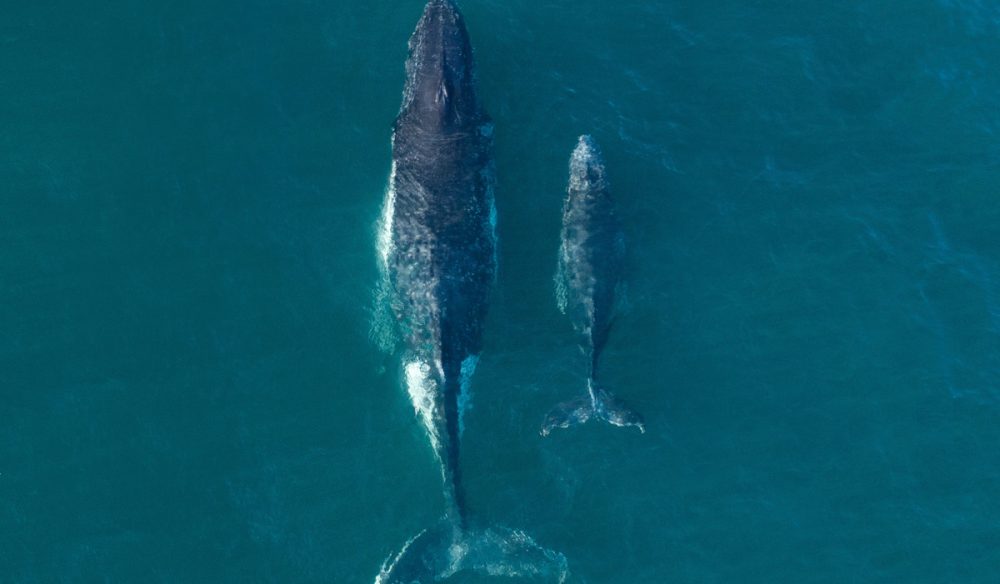 a mother and calf whale migrating along Bondi Beach