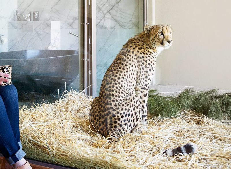 cheetah at Jamala Wildlife Lodge