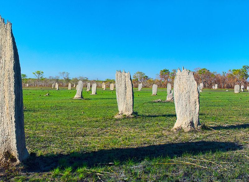 Magnetic Termites, Litchfield National Park, Northern Terriotry