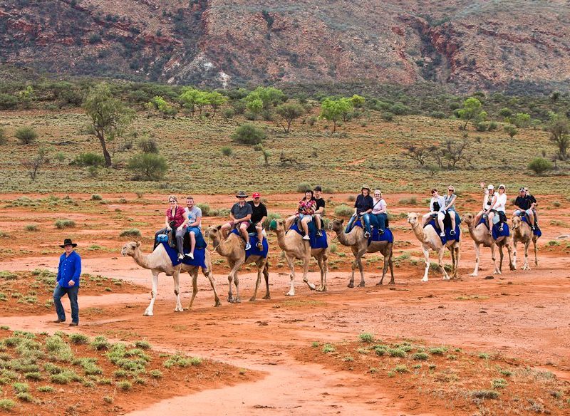 Exploring the outback ochre terrain aboard Trillion, Pixie, Dock, Ruby, Saleh, Anna and Odin from Pyndan Camel Tracks, south west of Alice Sp